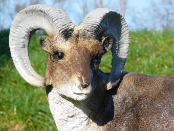 Statue Ram in Colour - 65 cm - Polystone