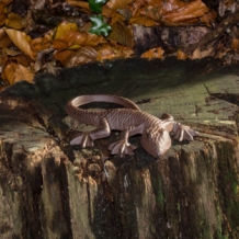 Mooie hagedis, gekko als decoratie, gietijzeren salamander