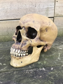 Dekorativer Totenkopf - Totenkopf - Polystone - 23 cm