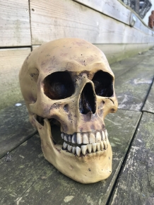 Decorative Skull - Skull - Polystone - 23 cm