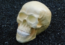 Skull XL - polystone - huge skull