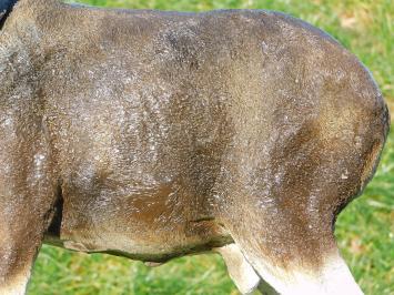 Statue Ram in Colour - 65 cm - Polystone