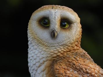 Statue Owl - 35 cm - Polystone - Detailed