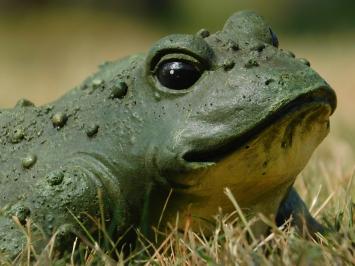 Ein lustiger und dekorativer Frosch aus Polystein