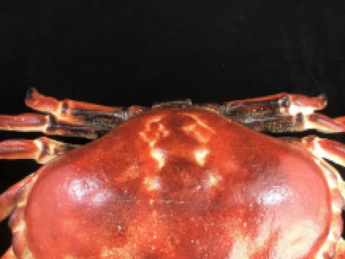 A cast iron crab as a box, jewelry box, very nice!