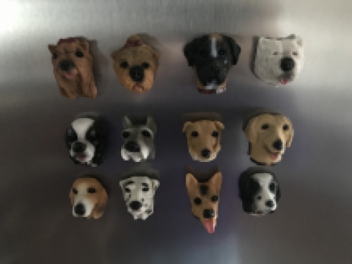 Fridge magnets, 12 dogs as a nice decoration