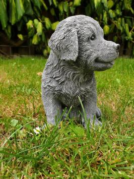 Golden Retriever puppy ,hond ,tuinbeeld