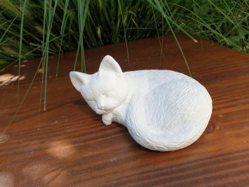 Sweet little white cat, cat