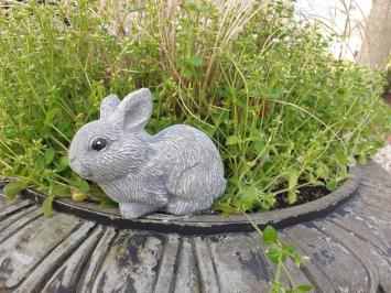 Rabbit, cute image of little bunny