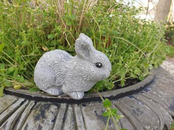 Rabbit, cute image of little bunny