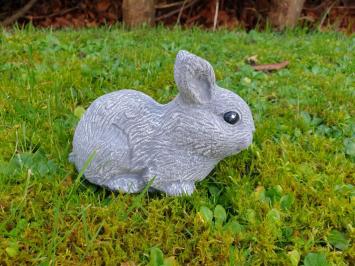 Rabbit, cute image of little bunny