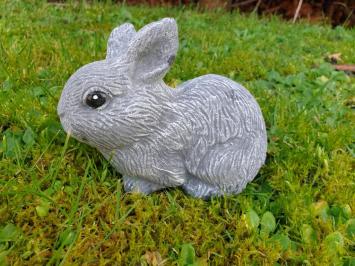 Rabbit, cute image of little bunny