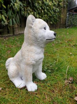 Beautiful image of a polar dog