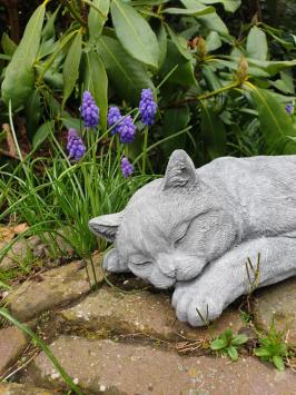 cat, cat, concrete