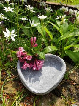 Bird bath, feeder