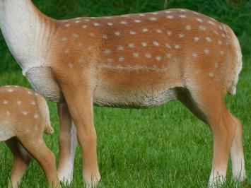 Set of 2 Deer - Small and Large - Polystone - Full in Colour