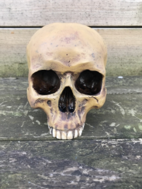 Decoratieve Schedel - Skull - Polystone