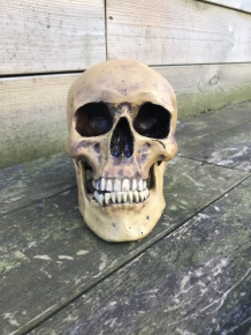 Decorative Skull - Skull - Polystone - 23 cm